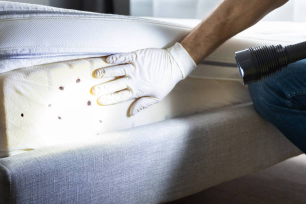 Best Local Pest Control Services  in Elm Creek, TX