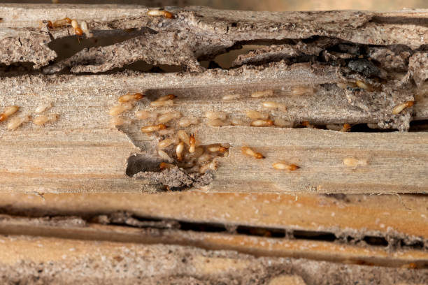 Wildlife Control Services in Elm Creek, TX